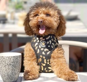 Toy poodle Jinkee test-drives the menu at Greenfields Albert Park.