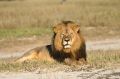 Cecil the lion rests in Hwange National Park, in Hwange, Zimbabwe, in an undated photo.