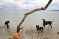 Bonna Point at Kurnell, pictured in 2016, is a popular off-leash area.