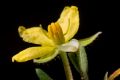 Thought to be extinct for almost 200 years, the newly-named Hibbertia Fumana makes a comeback.