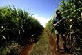 Farmer Kelvin Griffins on his sugarcane farm in Bundaberg, which has received drought status.