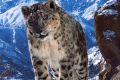 Never-before-seen visuals of the snow leopard on Planet Earth II has helped the series become one of the most talked ...