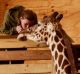 April with Allysa Swilley, zoologist and head giraffe keeper at Animal Adventure Park in Harpursville, N.Y.