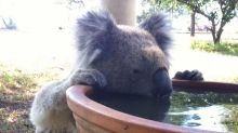 A koala that regularly drank from a bird bath on Gunnedah farmer Robert Frend's property.