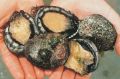 The last day for licensed abalone fishing in the western coastal zone is tomorrow between 7 and 8 am. 