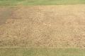 The ''poor'' pitch before the first Test at Pune.
