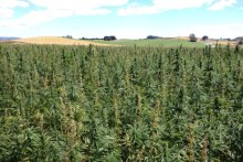 A north-west Tasmanian industrial hemp crop (Alex Blucher)