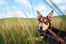 Dog in off-leash park (ABC Local)