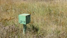 A green metal box on a pole sits in long grass on a Canberra median strip.