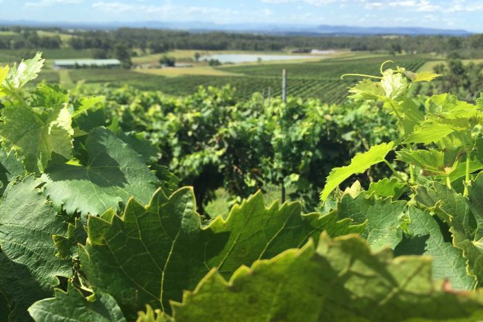 A Hunter Valley vineyard