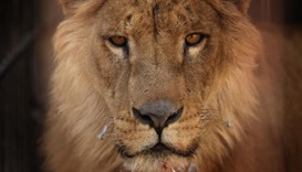 Simba in its cage before receiving treatment from members of the international animal welfare charit