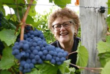 Canberra-region winemakers celebrate near-perfect conditions (ABC News)