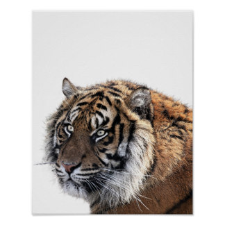 Tiger wild animal photography poster print