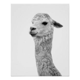 Black and white alpaca photography poster