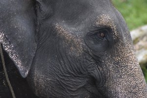 Elephant in Tangkahan, Medan, Indonesia