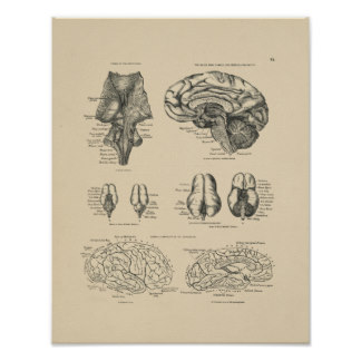 Impresión de la anatomía 1880 del cerebro humano