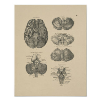 Impresión de la anatomía 1880 del cerebro humano