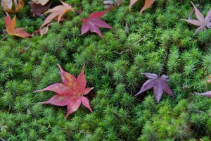 Contemplative: Maple leaves on moss at Tofuku Temple. 