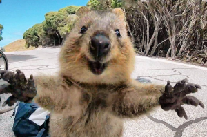 Quokka: 'World's happiest animal'.