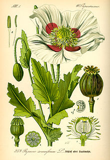 Illustration Papaver somniferum0.jpg