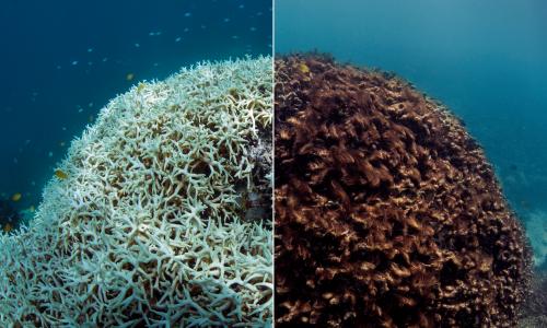 The impact of coral bleaching at Lizard Island on the Great Barrier Reef: (left) the coral turns white, known as 'bleaching', in March 2016; (right) the dead coral is blanketed by seaweed in May 2016