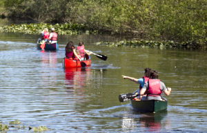 The city of Bellevue can be seen in the distance on a trip through the Mercer Slough Sunday May 13, 2012. Each weekend from May through September, Bellevue Park Rangers lead guided canoe tours through the Mercer Slough Nature Park for a small fee. 

120767 120767