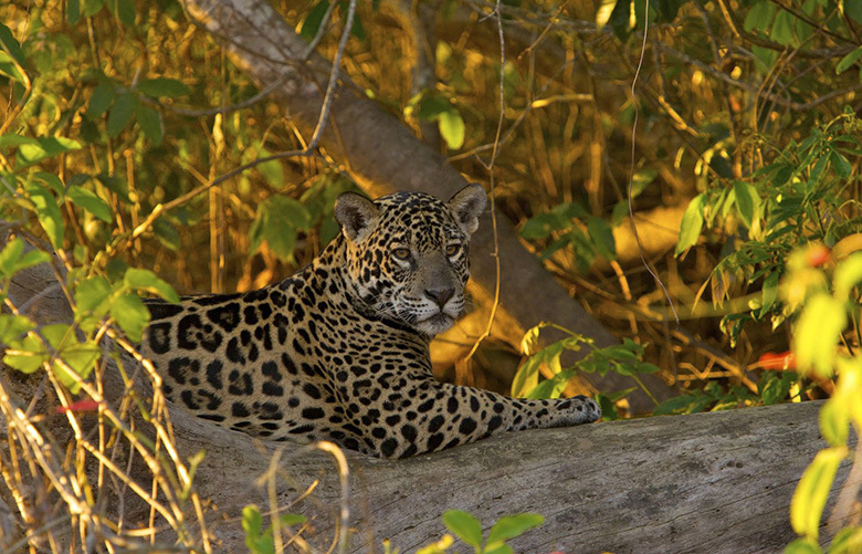 A jaguar in the Pantanal, Brazil, in an undated handout. Conservationists are trying to establish jaguar pathways through human-populated areas because many species rely on migration for survival. (Steve Winter/Panthera via The New York Times) — MAGS OUT/NO SALES; FOR EDITORIAL USE ONLY WITH STORY SLUGGED COSTA RICA JAGUARS BY ELISABETH ROSENTHAL. ALL OTHER USE PROHIBITED. —