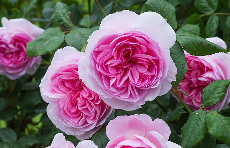 New for Spring 2017: ‘The Ancient Mariner’, a tall repeat-blooming English Rose from David Austin Roses. For gardeners, it’s a perfect choice for the middle or back of a border or use as a larger landscape shrub rose. Its big, many-petalled flowers have a strong myrrh fragrance. ‘The Ancient Mariner’ is covered with blooms from late spring through frost. After bloom, the spent petals fall cleanly away. Available in the U.S. and Canada as bare root stock from 800-328-8893 or DavidAustinRoses.com.