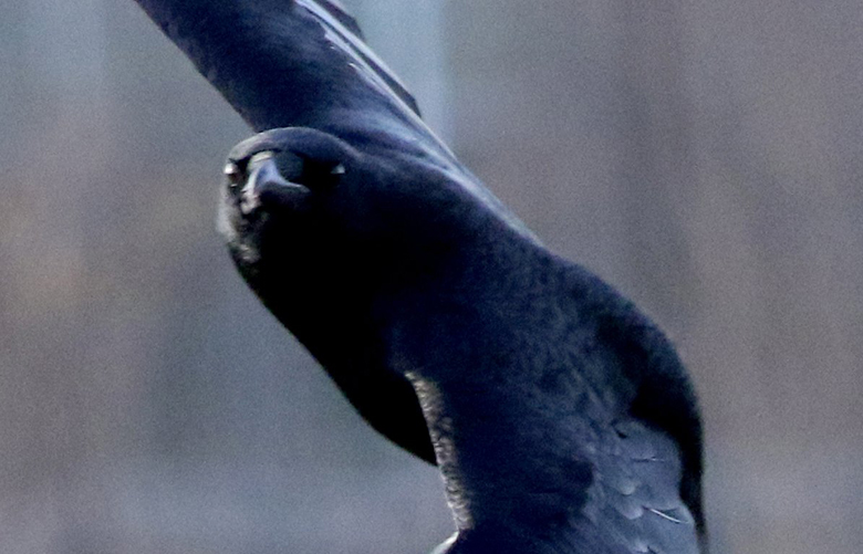 On-the-wing, a crow cruises over the Union Bay Natural Area, a popular birding area behind the Center for Urban Horticulture.  The American crow has an almost iridescent look and should not be confused with the larger raven.  Crows are known for their smarts.


Annual Audubon Christmas Bird Count for a Northwest Wanderings column.

Cormorants, crows, mallards and more
Ref to more photos online