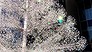 World's most beautiful Christmas tree goes up in Tokyo (Video Thumbnail)