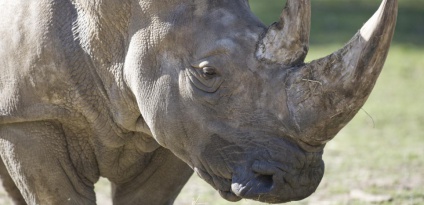 Un rhinoc&eacute;ros abattu par des braconniers au zoo de Thoiry : ce que l'on sait