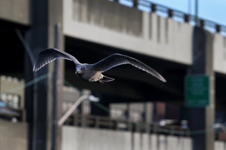 Many gulls make their home around the Viaduct. (Ken Lambert/The Seattle Times)