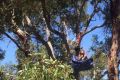 A protester camping in a tree at the Roe 8 site.