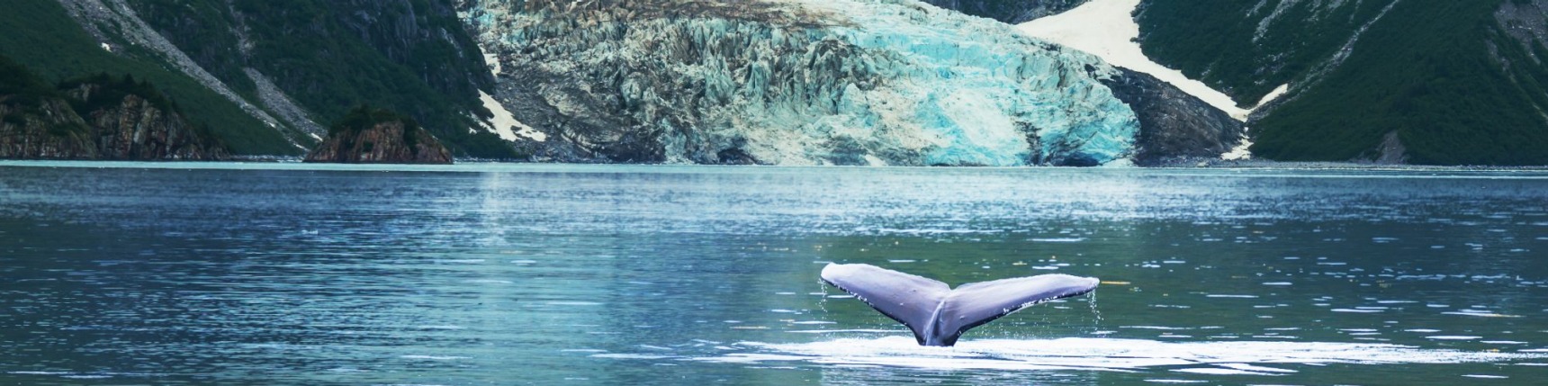 Alaska, whale