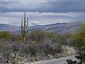 Saguaro National Park from USGS.jpg