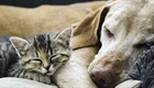 6 myths about cats and dogs