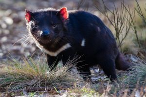 The Tasmanian devil's immune system is its best ally against the devastating cancer.