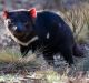 The Tasmanian devil's immune system is its best ally against the devastating cancer.