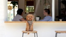 Toy poodle Jinkee at Greenfields Albert Park.