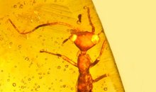 New Order of Insect Found Trapped in Amber