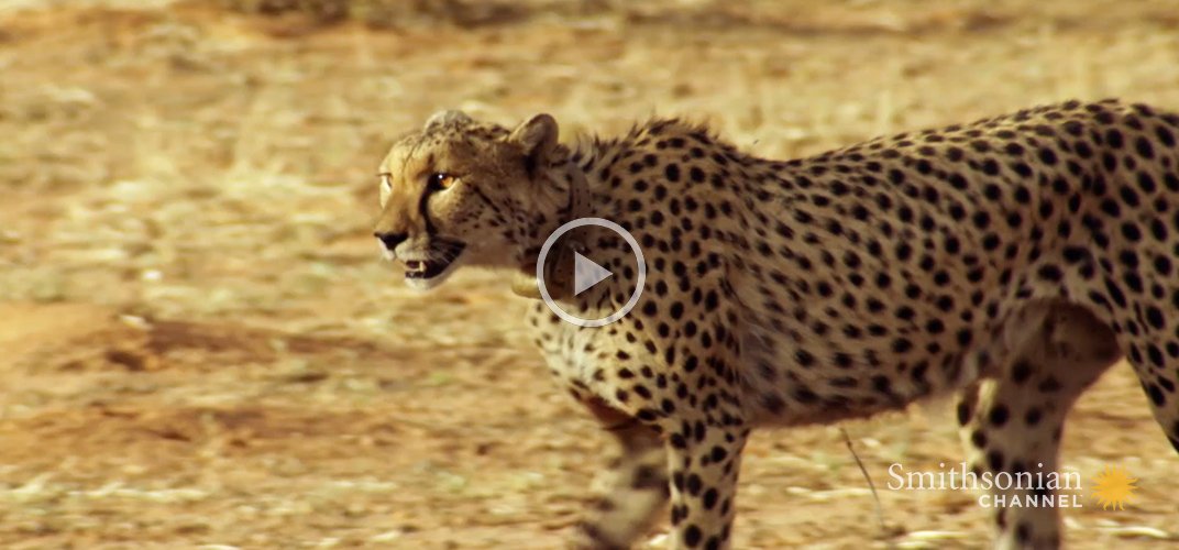 Caption: Incredible: A Cheetah Sprints to Catch a Springbok