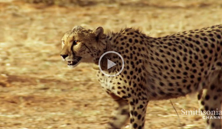 Incredible: A Cheetah Sprints to Catch a Springbok