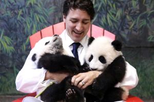 Justin Trudeau and panda bears
Canadian Prime Minister unveils the names of The Toronto Zoo???s panda cubs, Jia Panpan ...