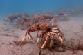 The giant spider crab can grow up to 16cm in size.
