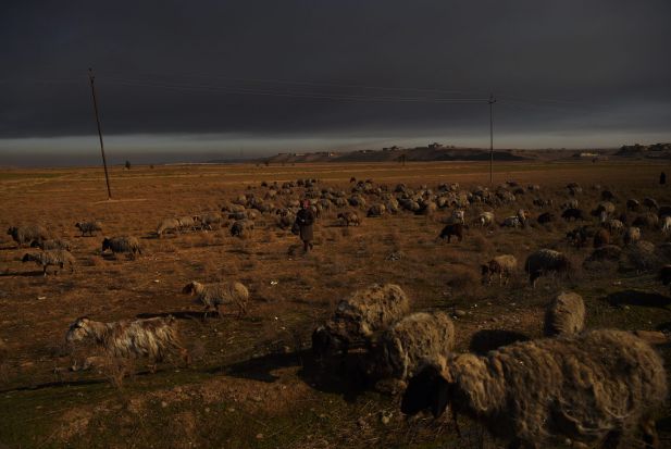 Shepherd Mohammed Salim walks with his herd their sheep grazing under a smoke filled sky approximately 30km from Qayyarah.