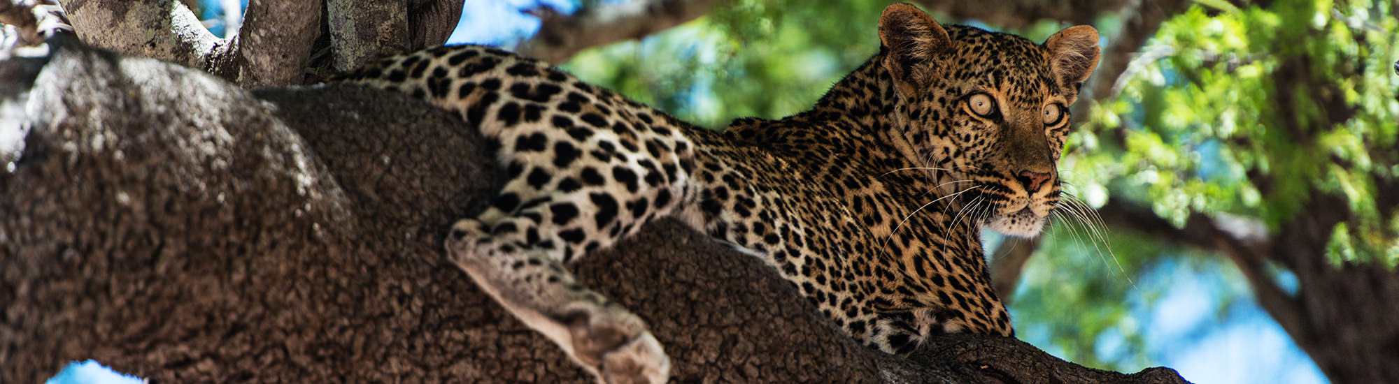 Finchhattons tsavo west game drive kenya lepard