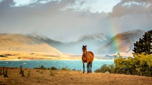 Amazing blue colours await at Lake Tekapo in New Zealand as a result of all of the mineral deposits.  Add to this an ...