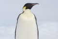 The sighting of a rare emperor penguin (<i>Aptenodytes forsteri,</i>) is a never-to-be-forgotten thrill for passengers ...