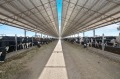 The Petaburn Dairies are close to several key processing facilities and could be expanded to milk 1250 cows with ...