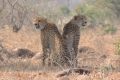 Endangered: Cheetahs in the Tamboti Game Reserve in South Africa. A study says there are an estimated 7100 cheetahs ...